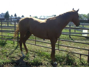 MISSING EQUINE Chief`s Giant, Near Damascus, MD, 20872